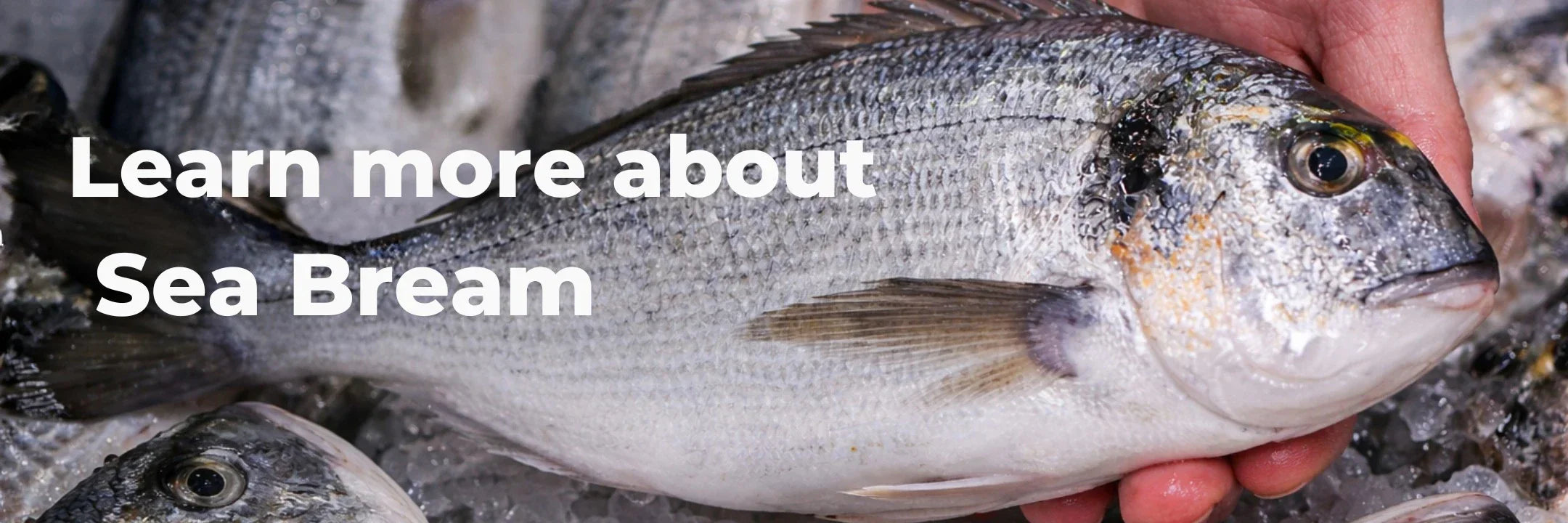 Sea Bream