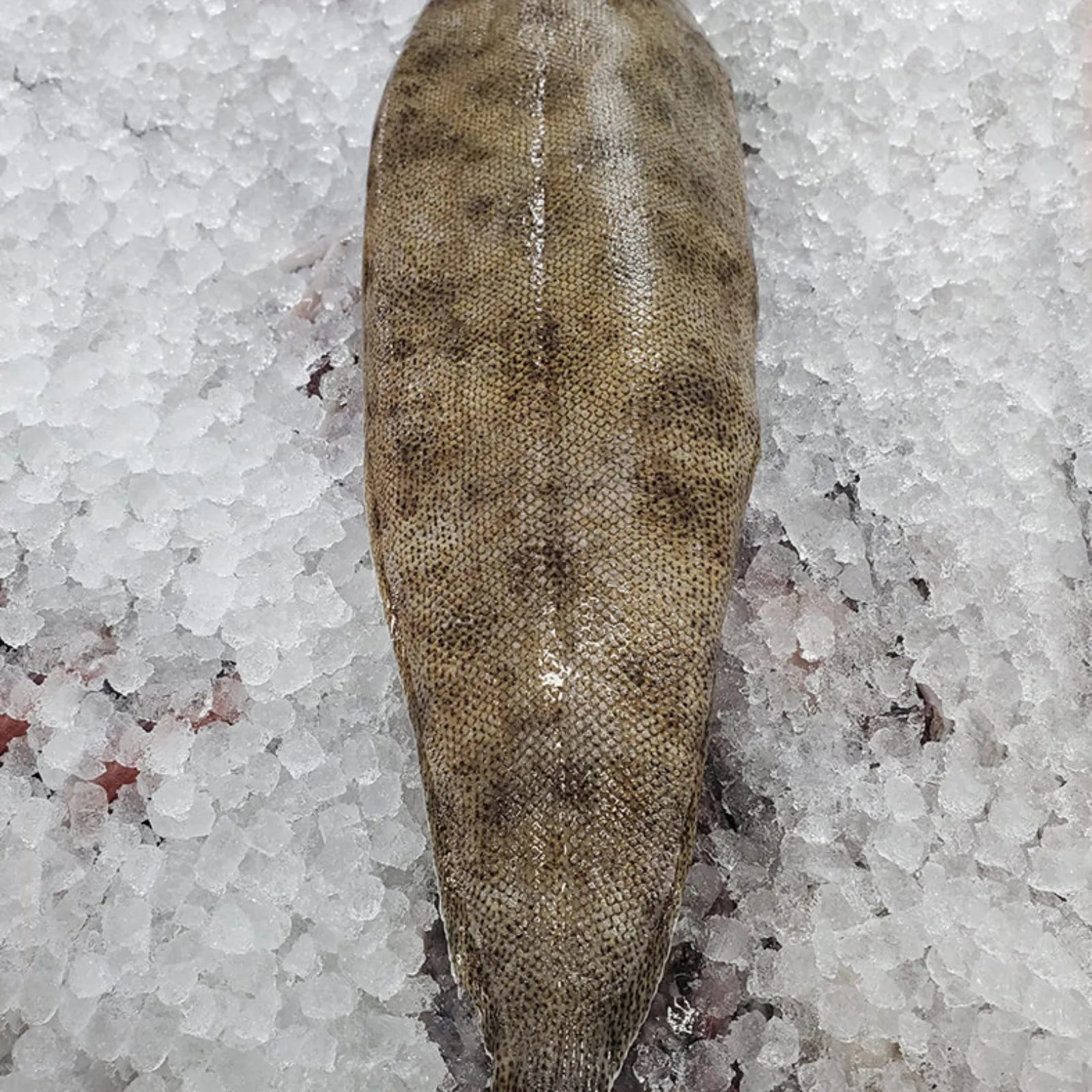 Sole Big Frozen (10 KG / 20Kg)