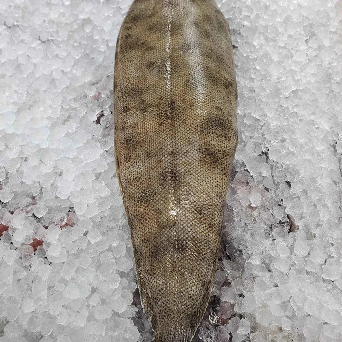 Sole – Frozen | 20 Kg