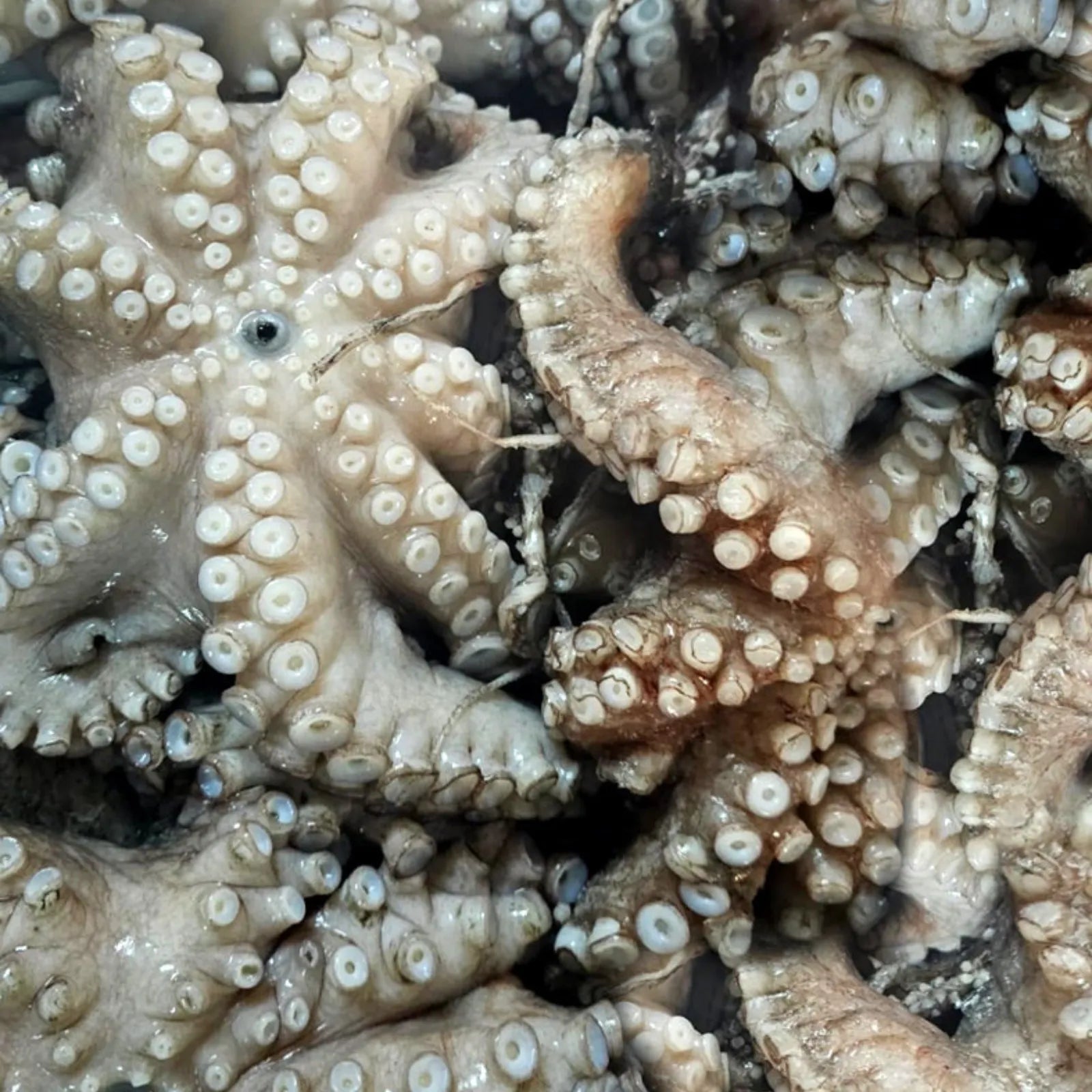 Octopus Frozen(12Kg)