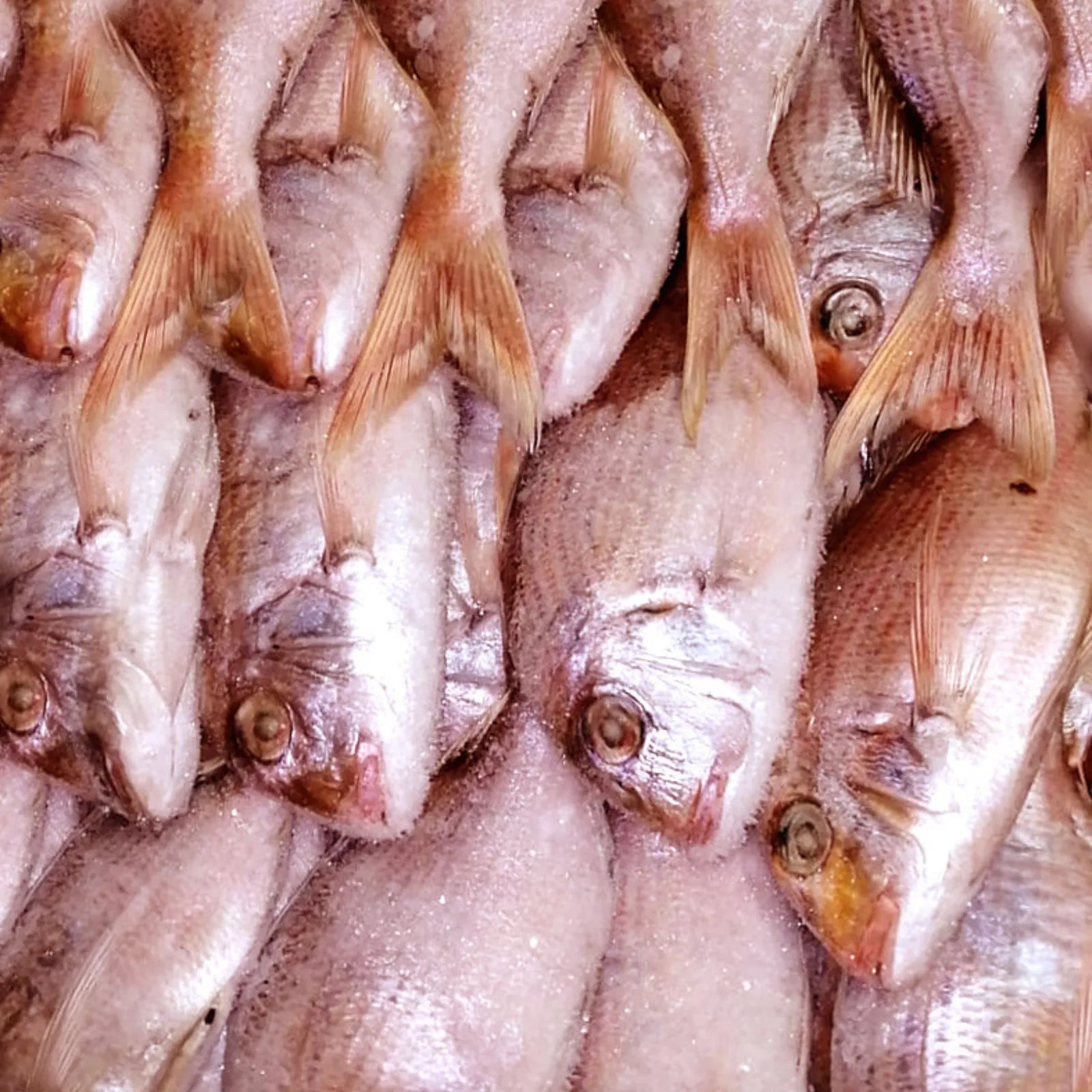 Pink Snapper Big Frozen (10 KG / 20Kg)