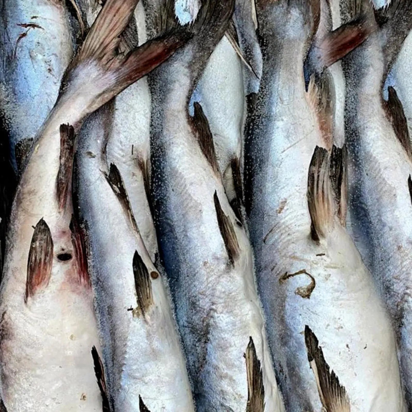 Catfish Frozen (10 KG / 20Kg)
