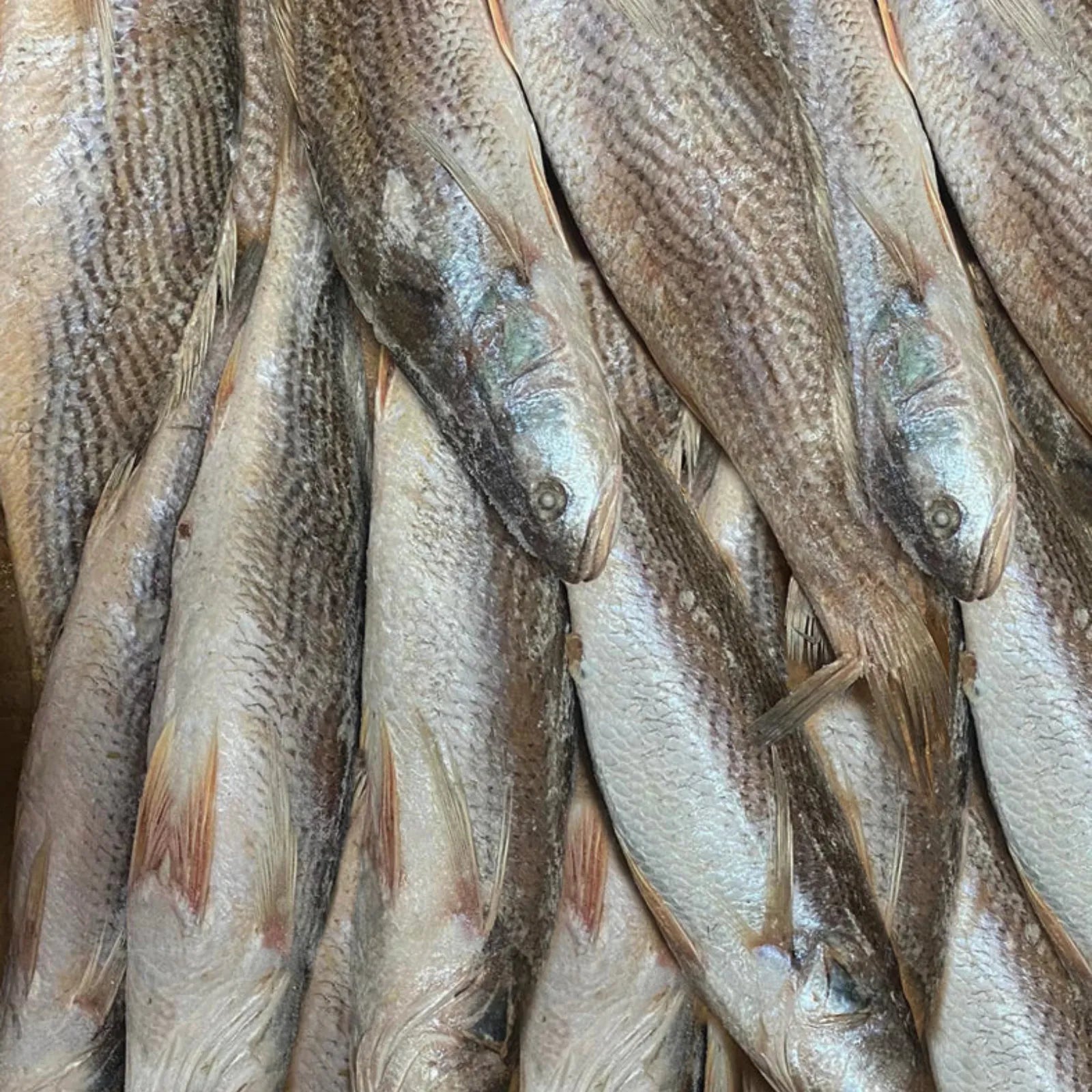 Croaker Big Frozen (10 KG / 20Kg)