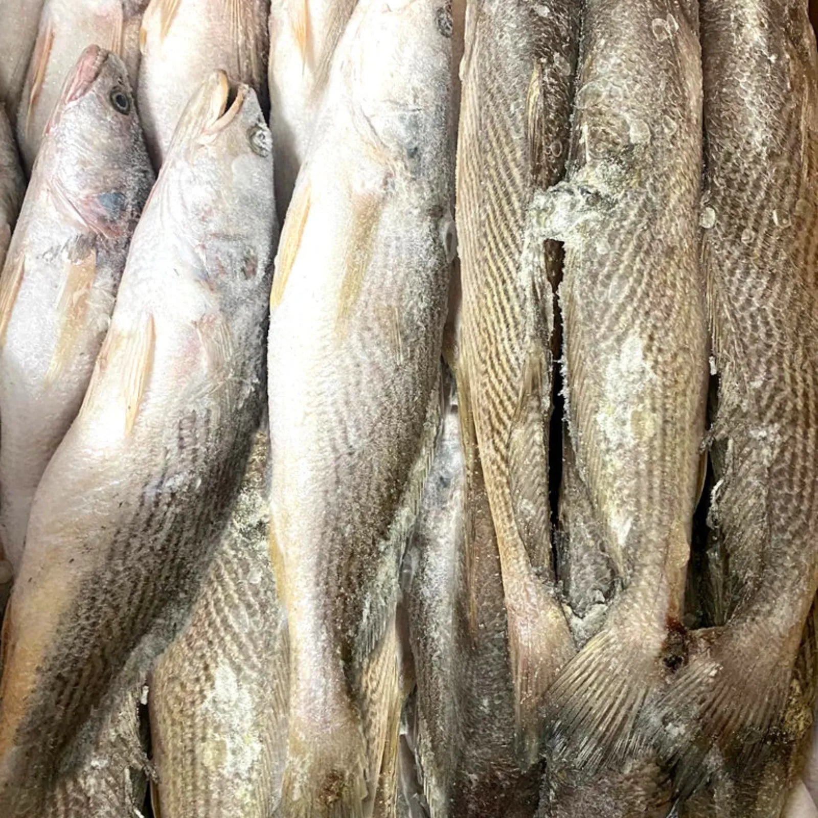 Croaker Big Frozen (10 KG / 20Kg)