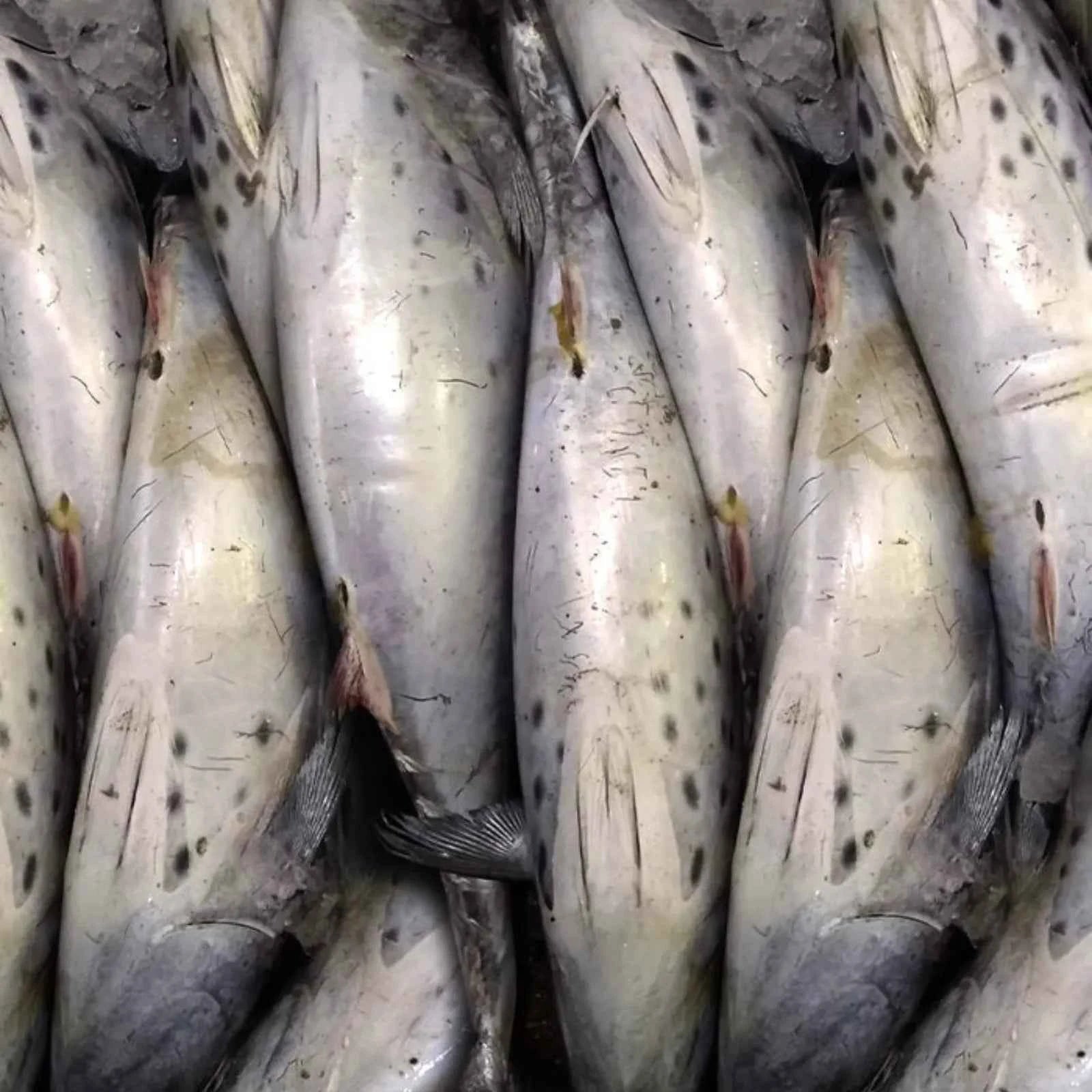 Tuna Big Frozen (5KG)