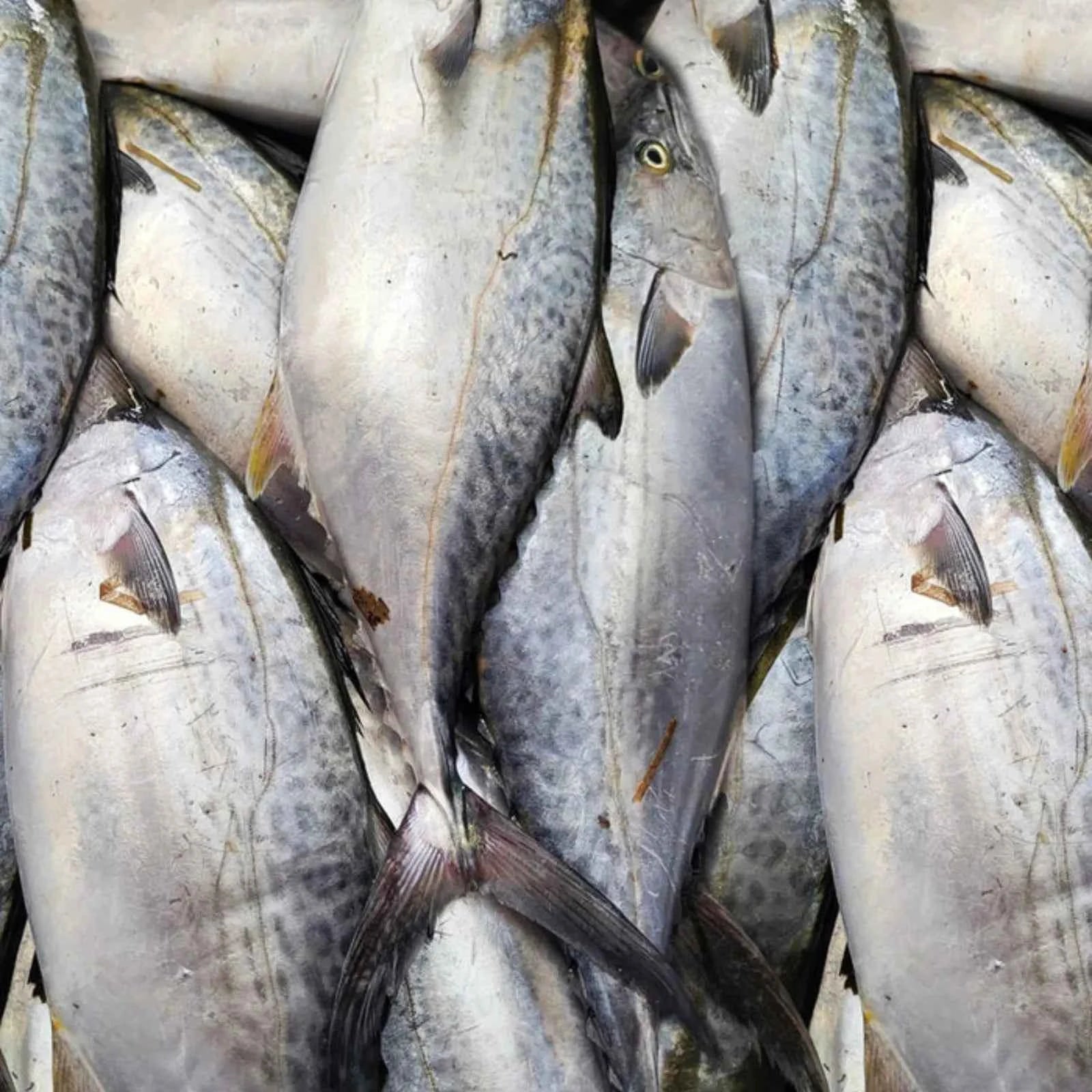 Tuna Big Frozen (5KG)