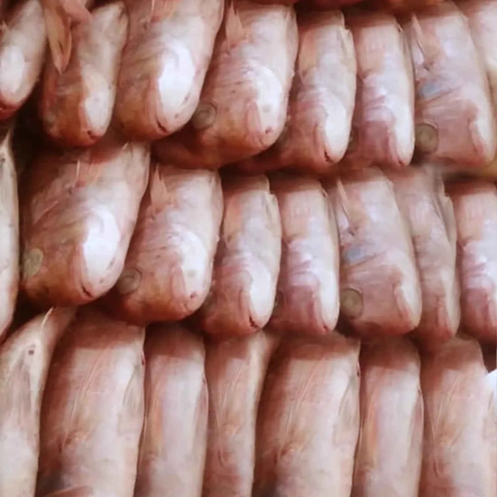 Pink Snapper Medium Frozen (10 KG / 20 KG)