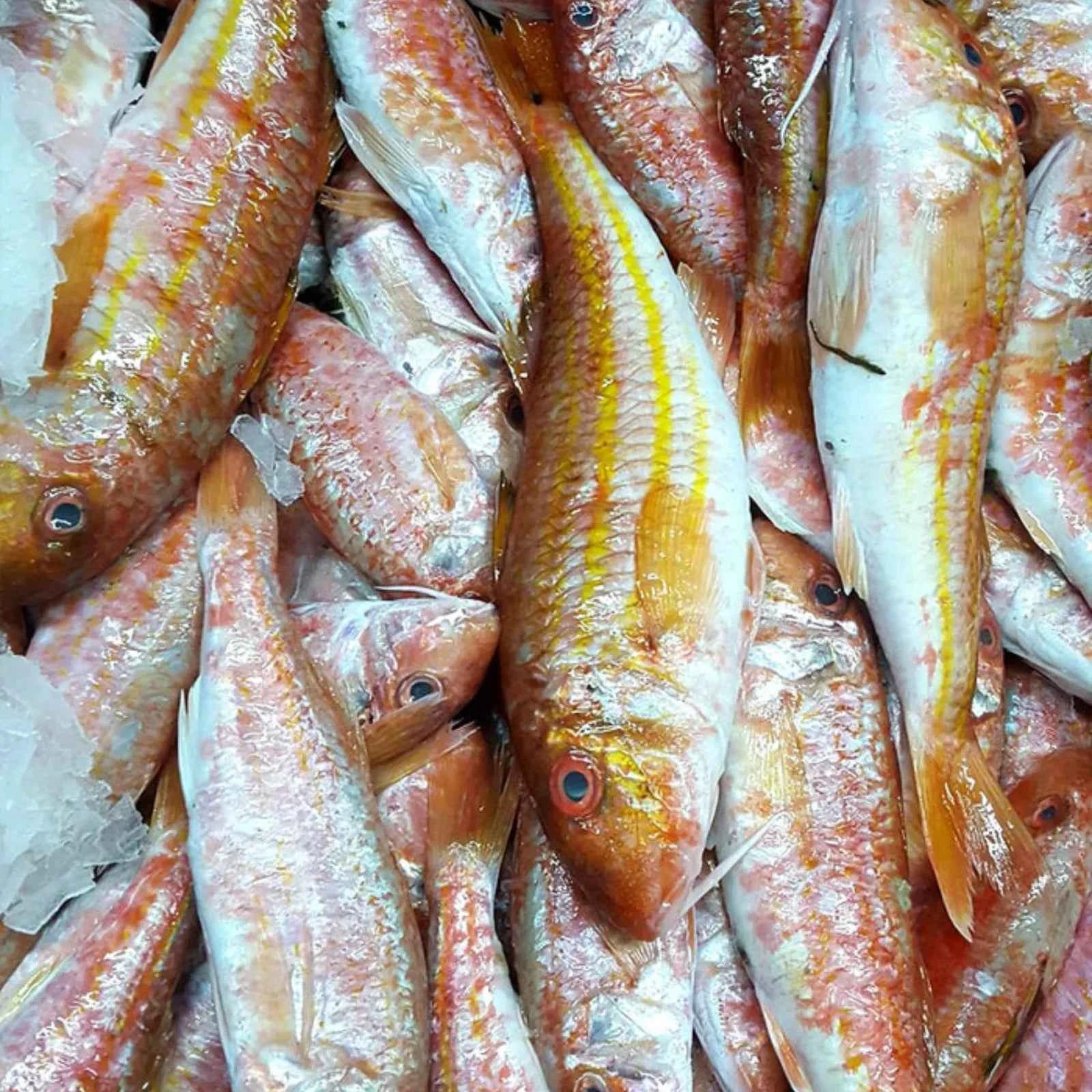 Red Mullet Big Frozen (5KG)