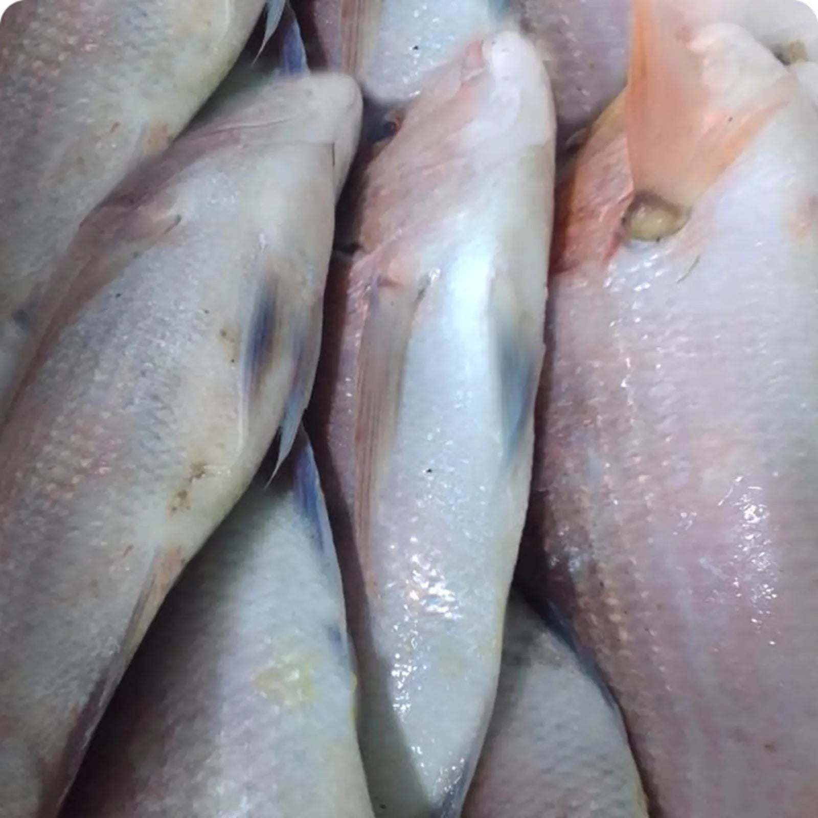 Porgy Big Frozen (6KG)