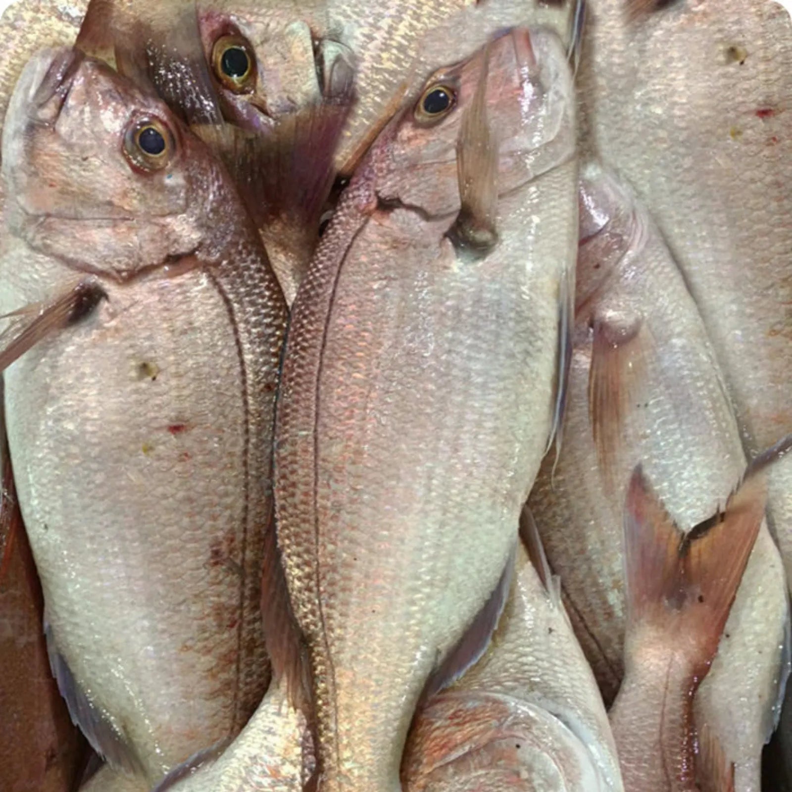 Porgy Big Frozen (6KG)