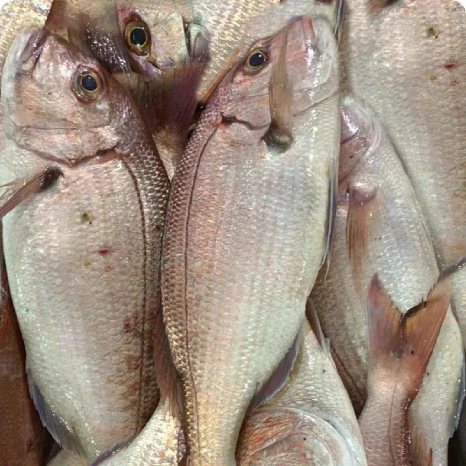 Porgy Big Frozen (6KG)