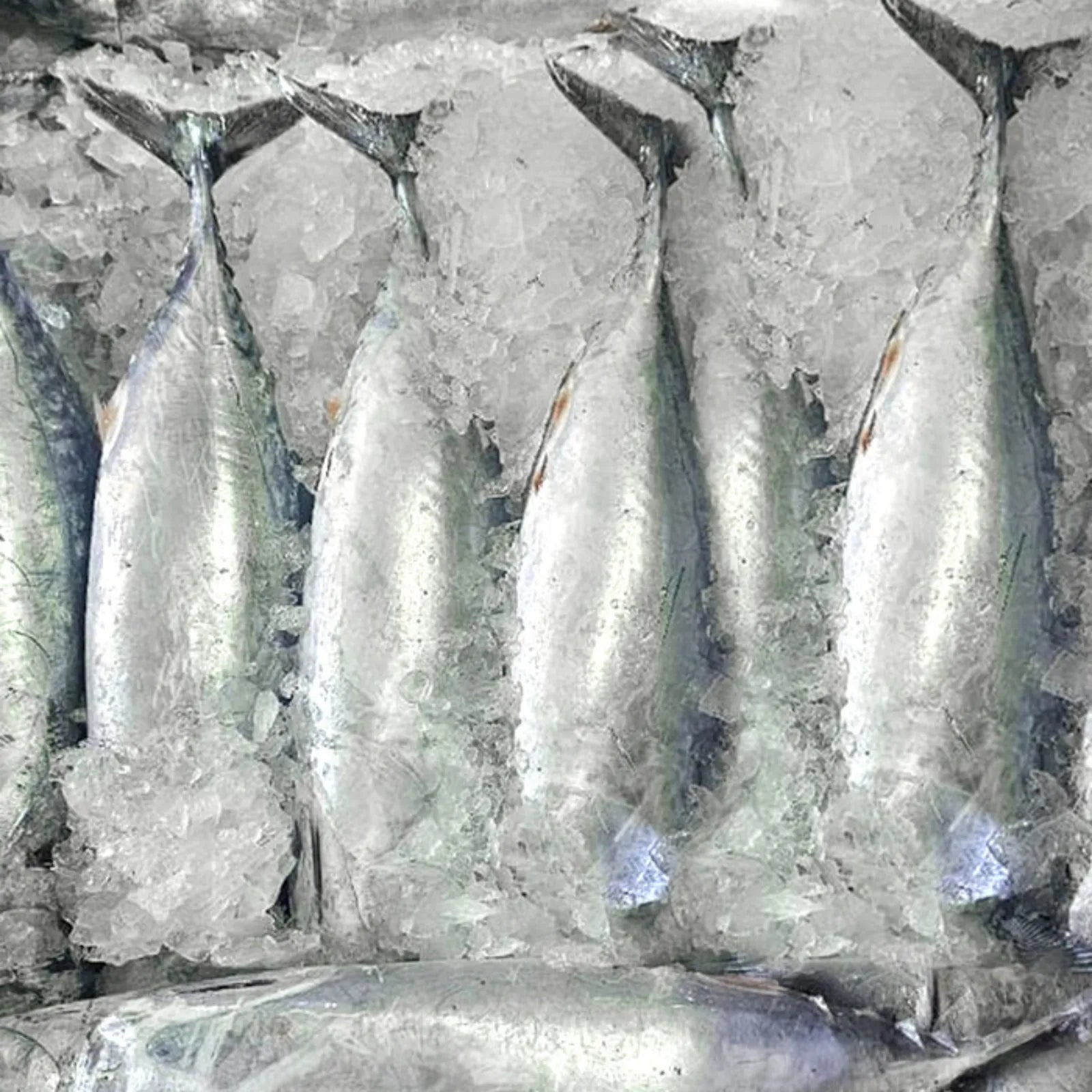 Tuna Frozen (6KG)