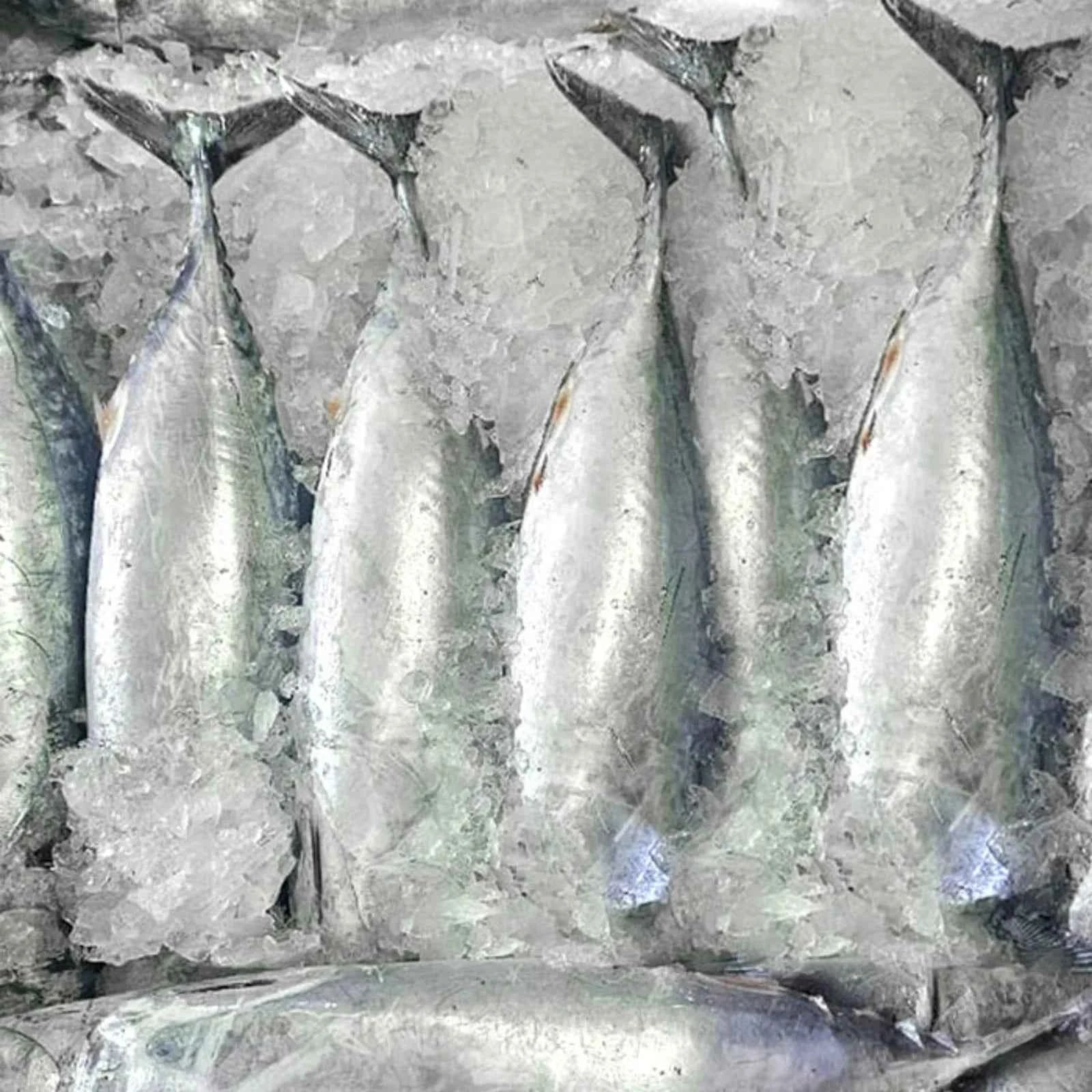 Tuna Frozen (6KG)