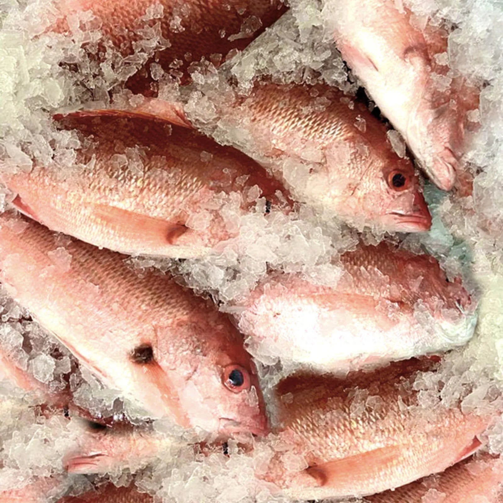 Pink Snapper Big Frozen (10 KG / 20Kg)
