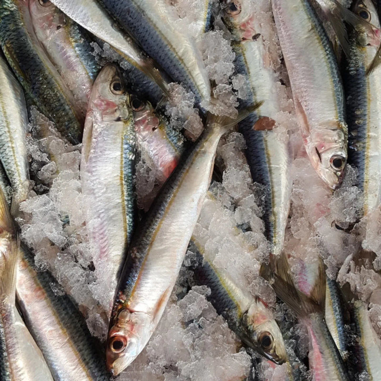 Sardines Frozen (5KG)