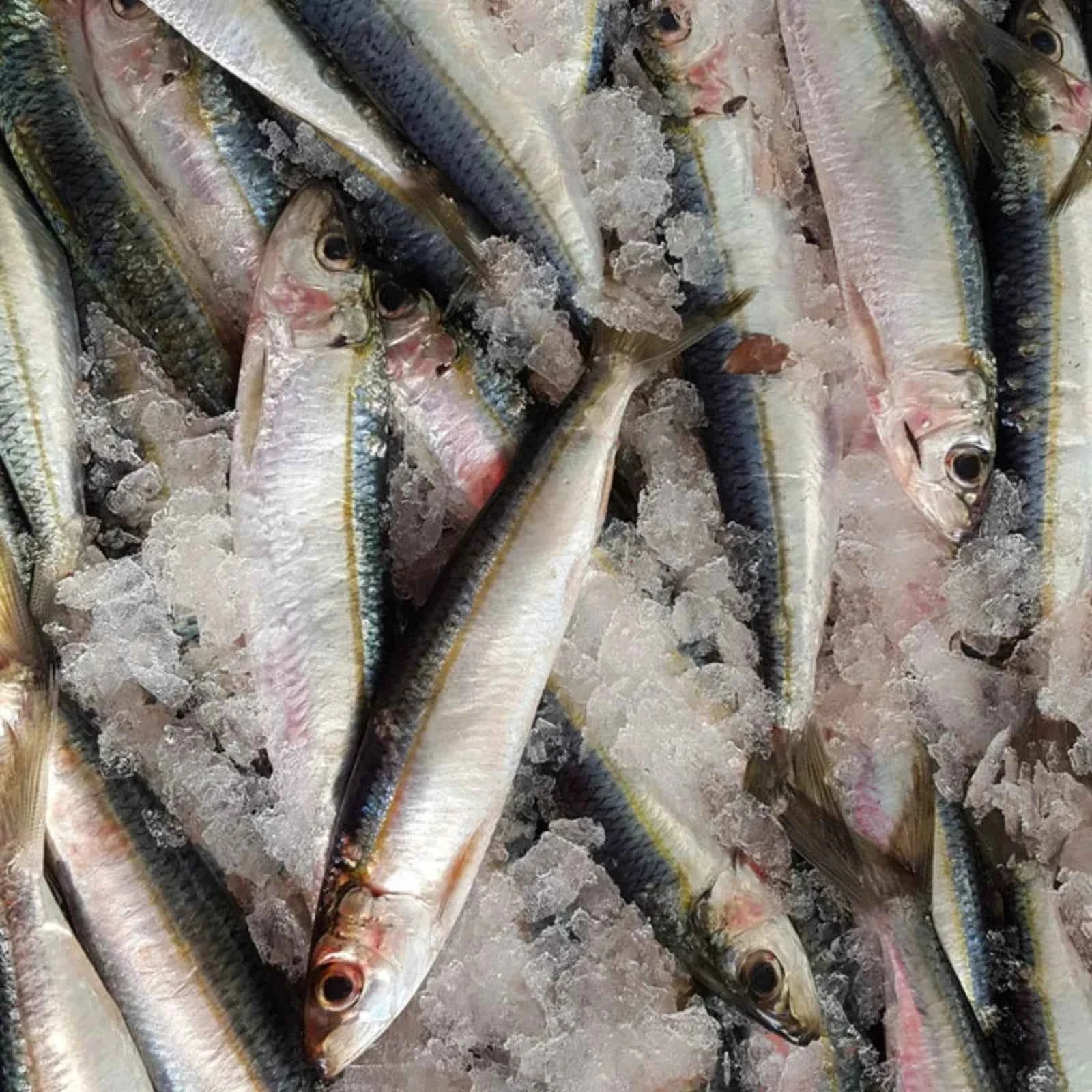 Sardines Frozen (5KG)