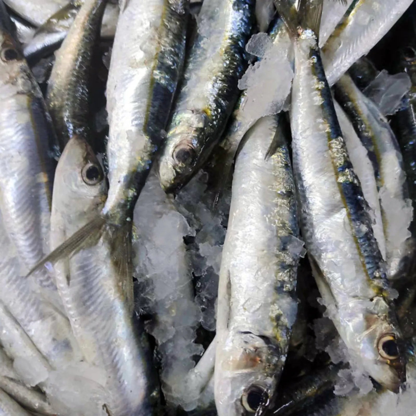 Sardines Frozen (5KG)