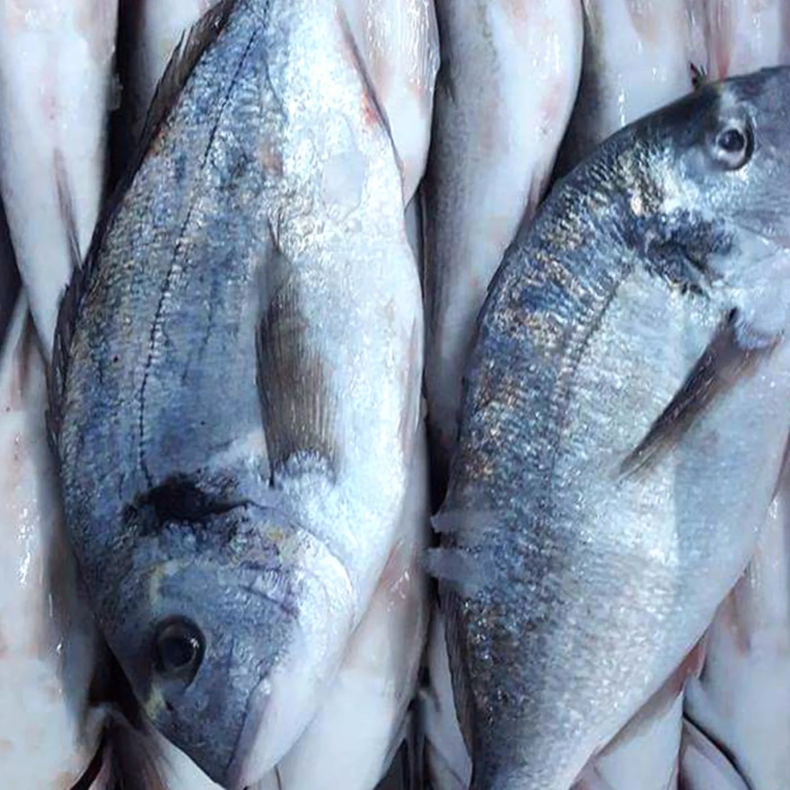 Sea Bream Frozen