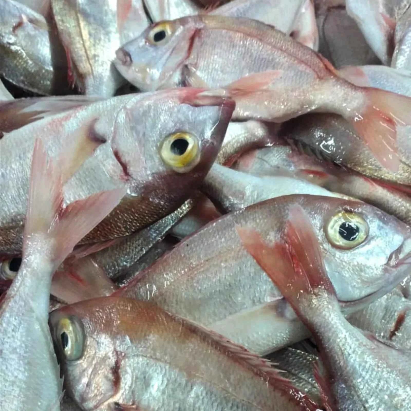 Red Sea Bream Frozen (5KG)