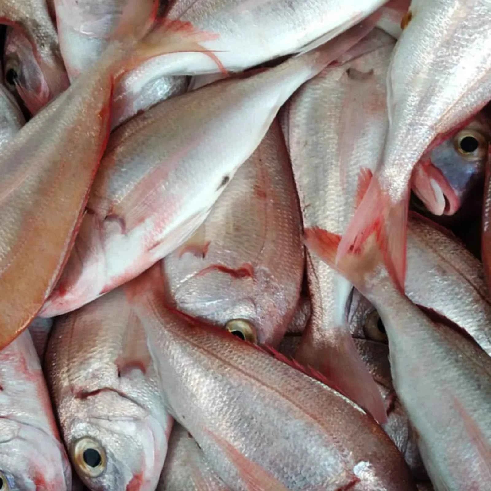 Red Sea Bream Frozen (5KG)