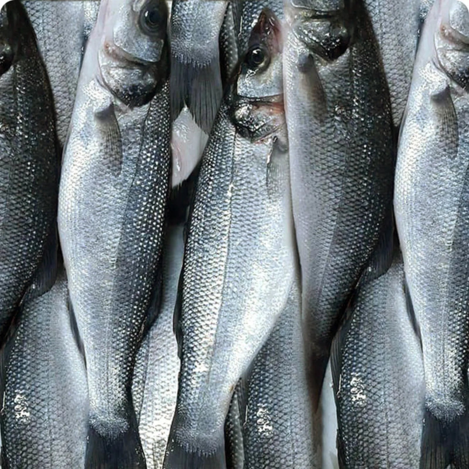 Sea Bass Frozen (5KG)