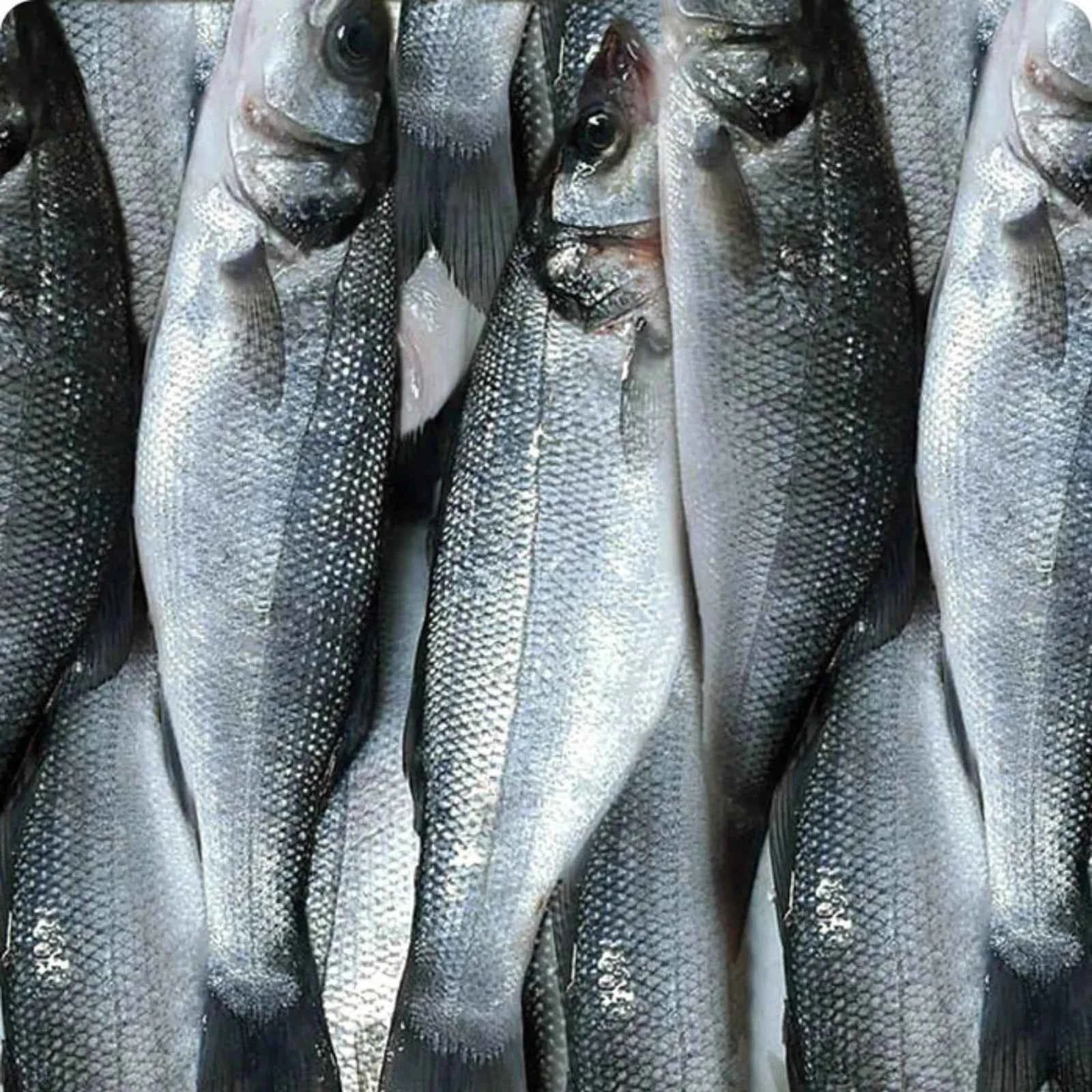 Sea Bass Frozen (5KG)