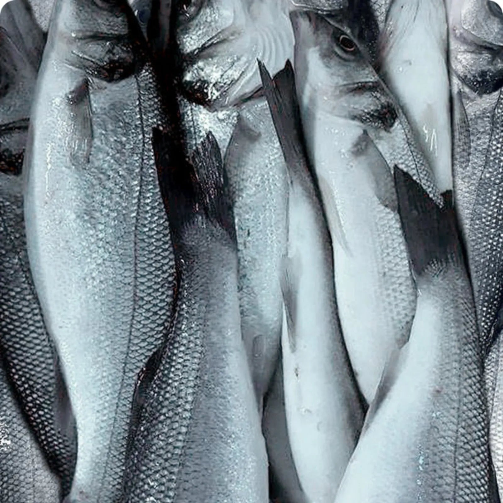Sea Bass Frozen (5KG)