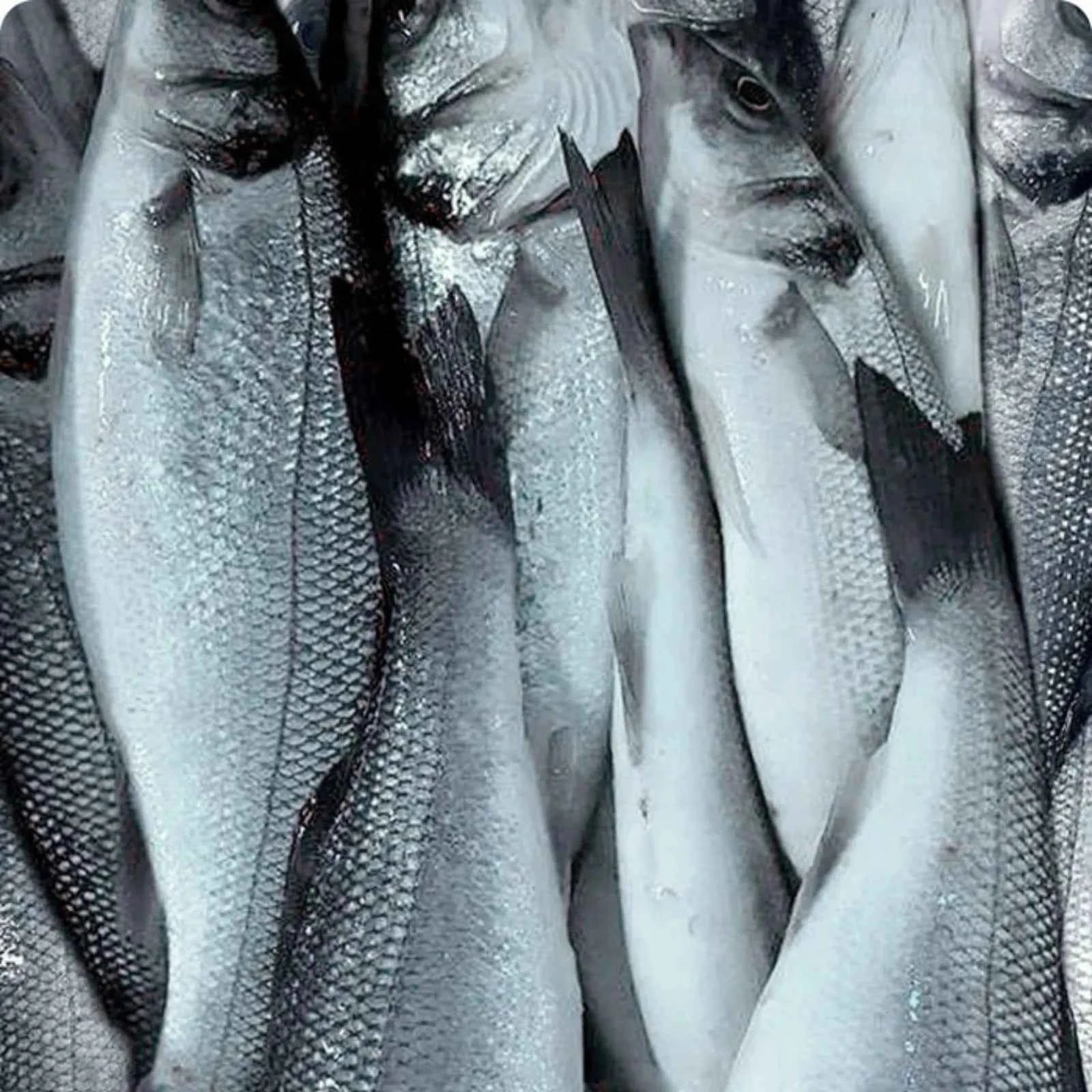 Sea Bass Frozen (5KG)