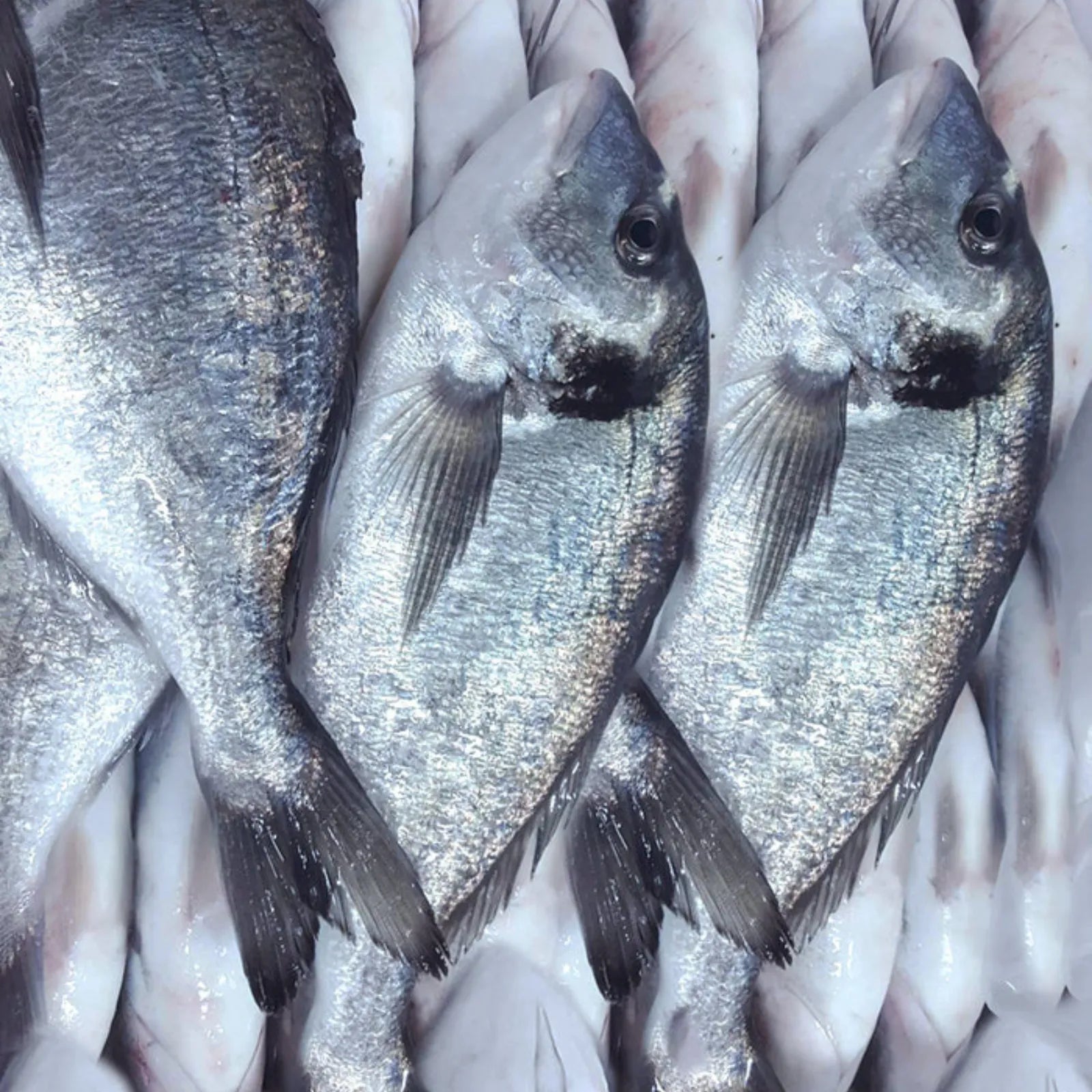Sea Bream Frozen