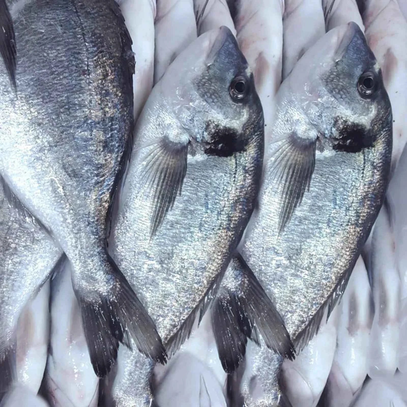 Sea Bream Frozen
