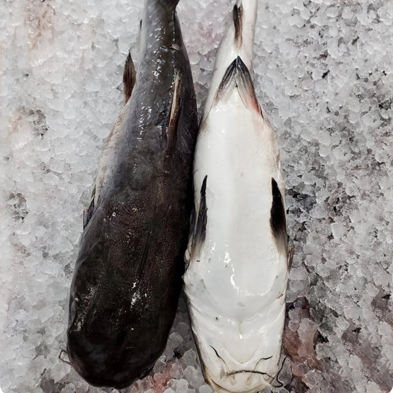 Catfish Frozen (10 KG / 20Kg)