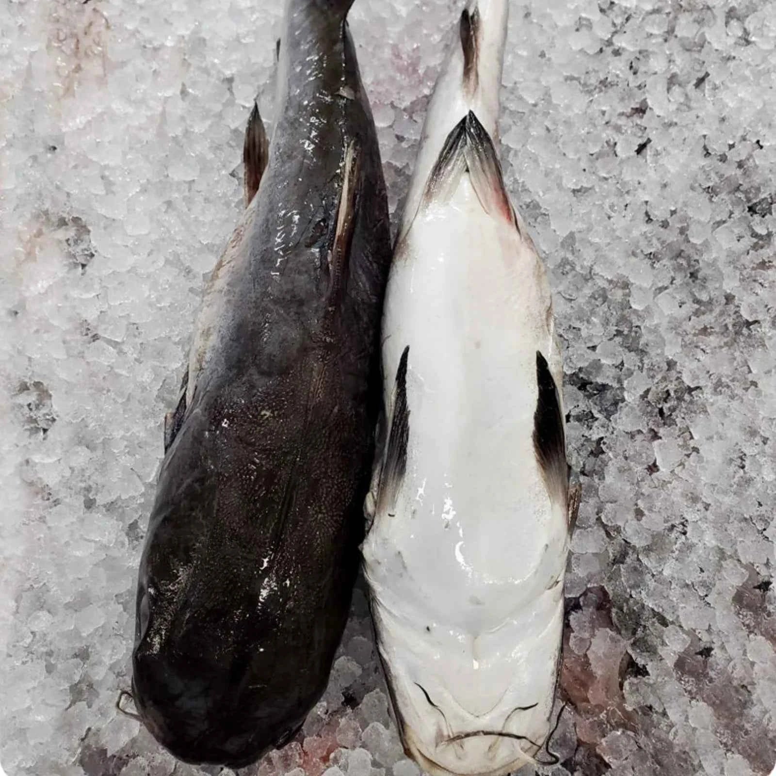 Catfish Frozen (10 KG / 20Kg)