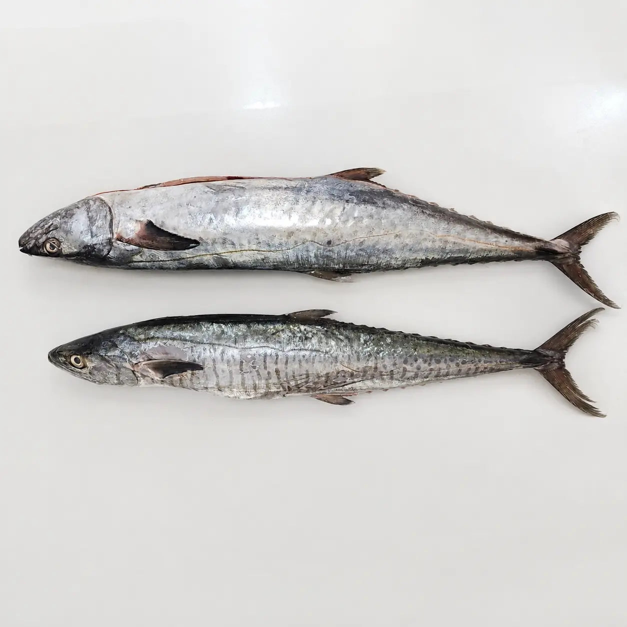 King Fish – Fresh | 3kg / 5 kg