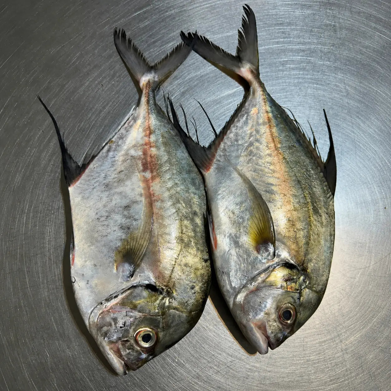 Giant travelly Portions -Fresh - 3kg / 5 kg