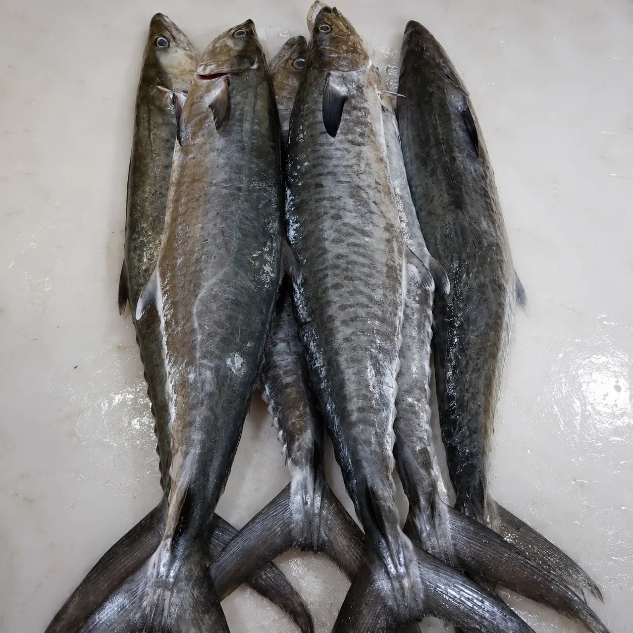 King Fish – Fresh | 3kg / 5 kg
