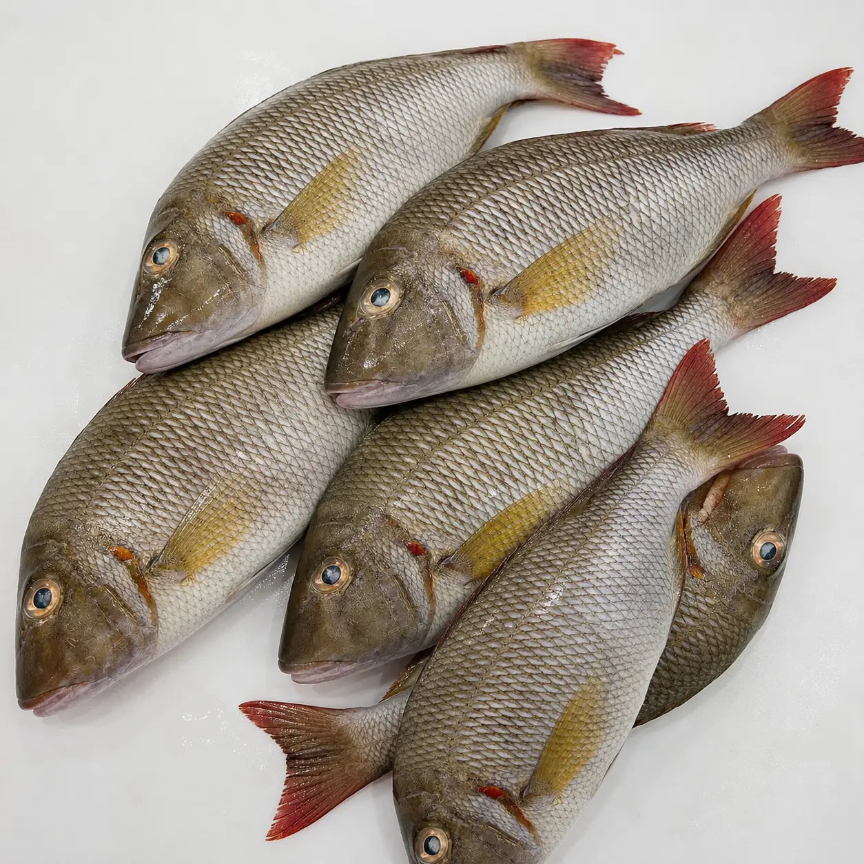 Emperor Fish – Fresh | 3kg / 5 kg