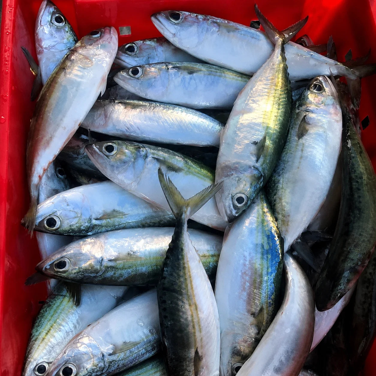 Mackerel Fish – Fresh | 3kg / 5 kg