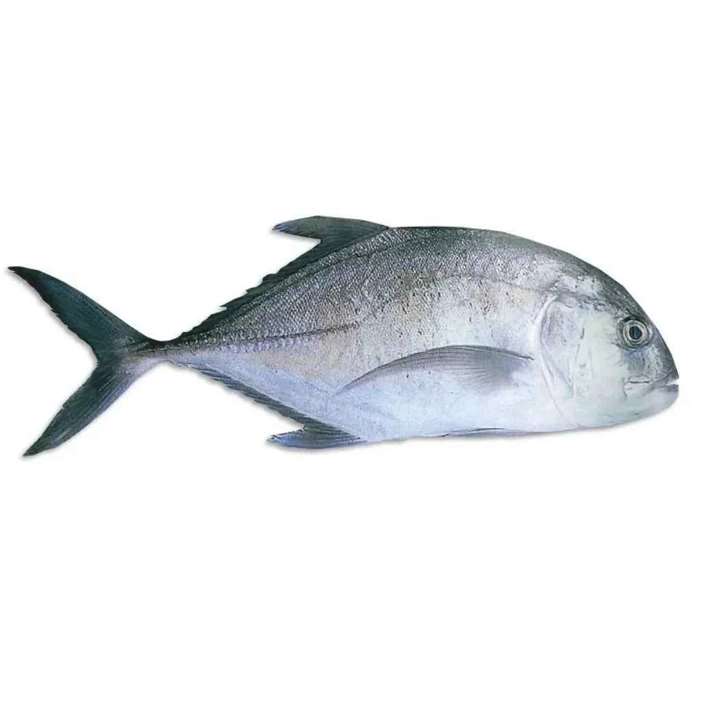 Grey Trevally- Fresh - 3kg / 5 Kg