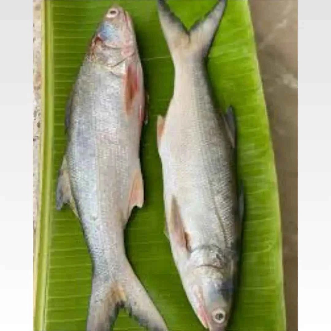 Indian Salmon - Fresh - 6 kg (Copy)