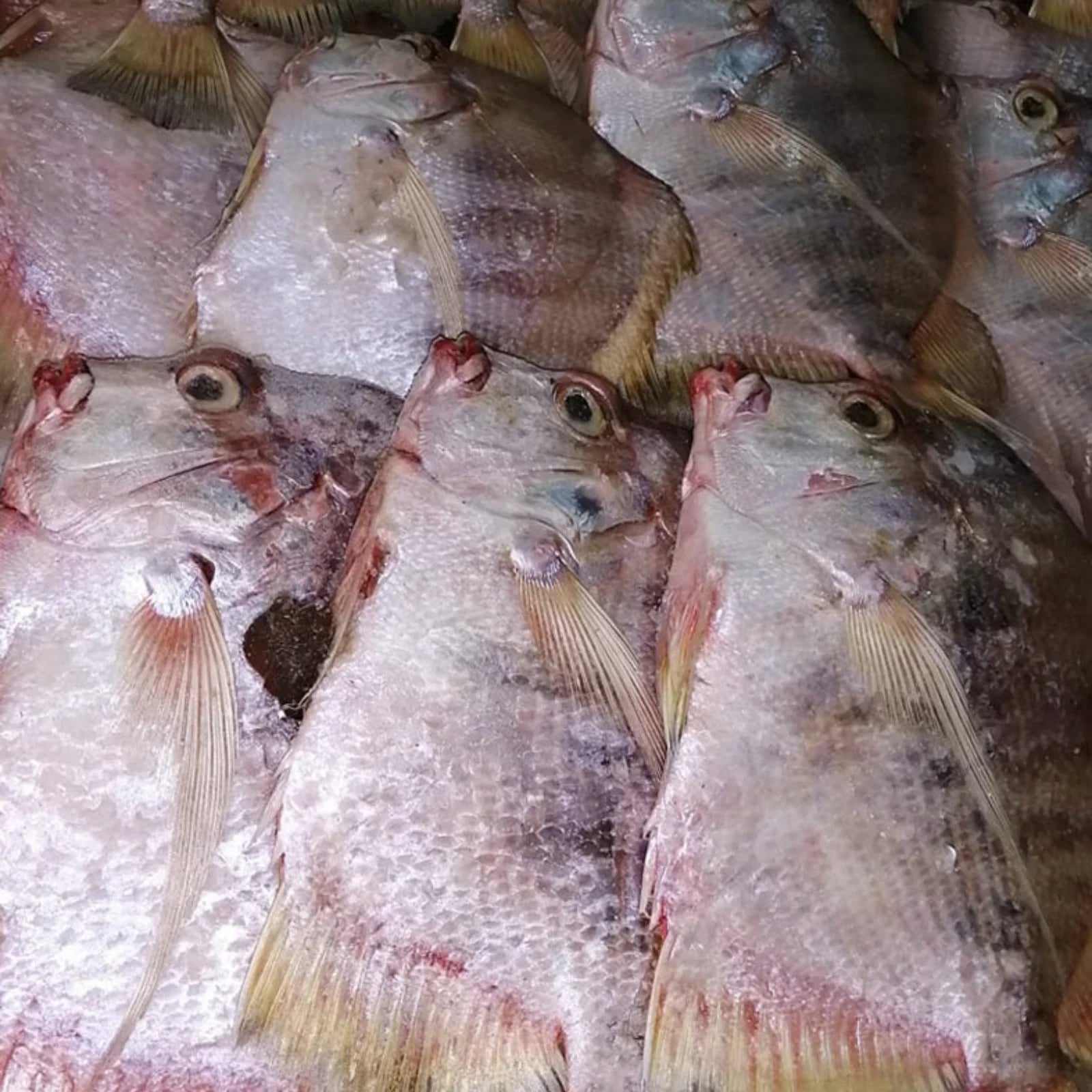 John Dory / Plat Plat Frozen (10 KG / 20 KG)