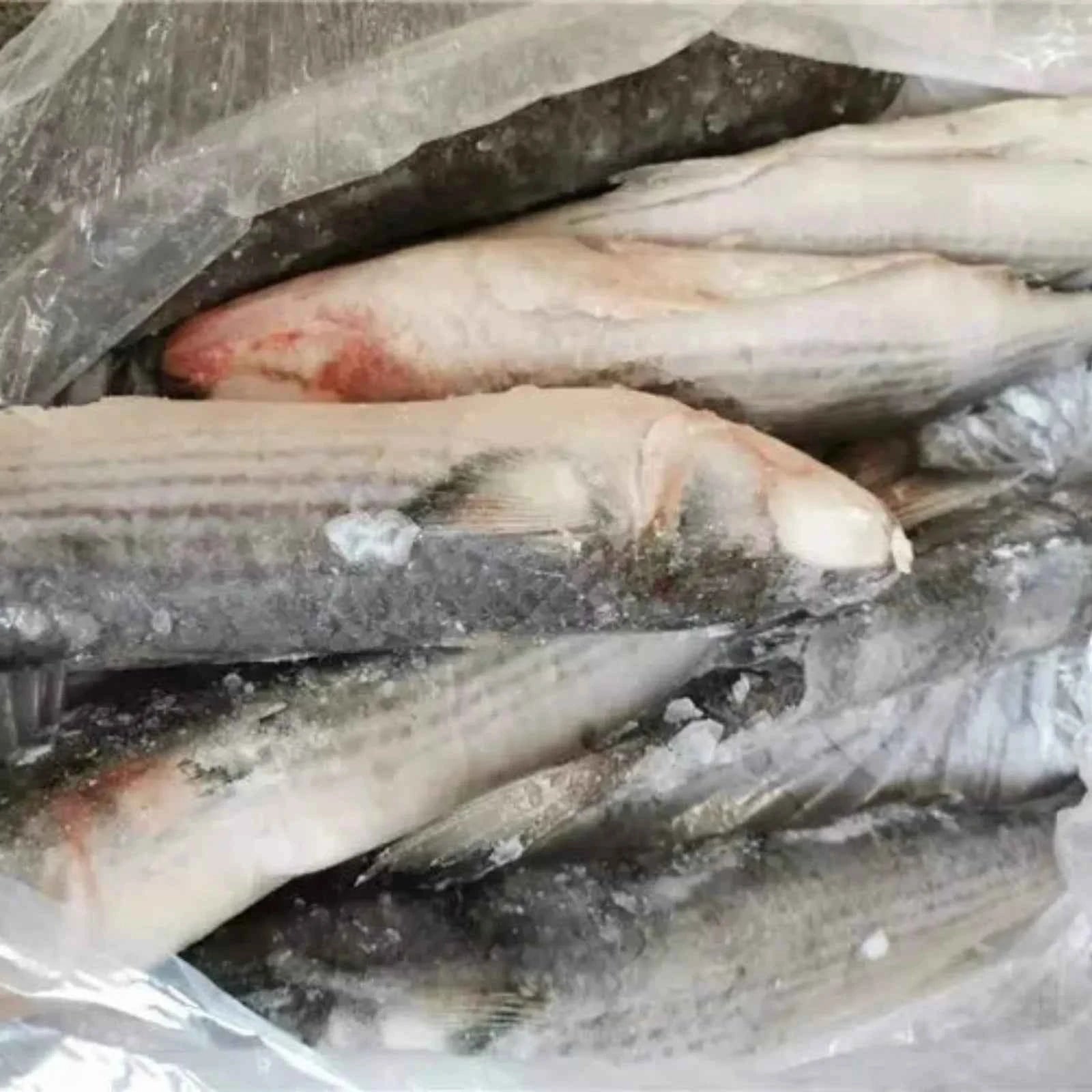 Grey Mullet Frozen (10 KG / 20 KG)