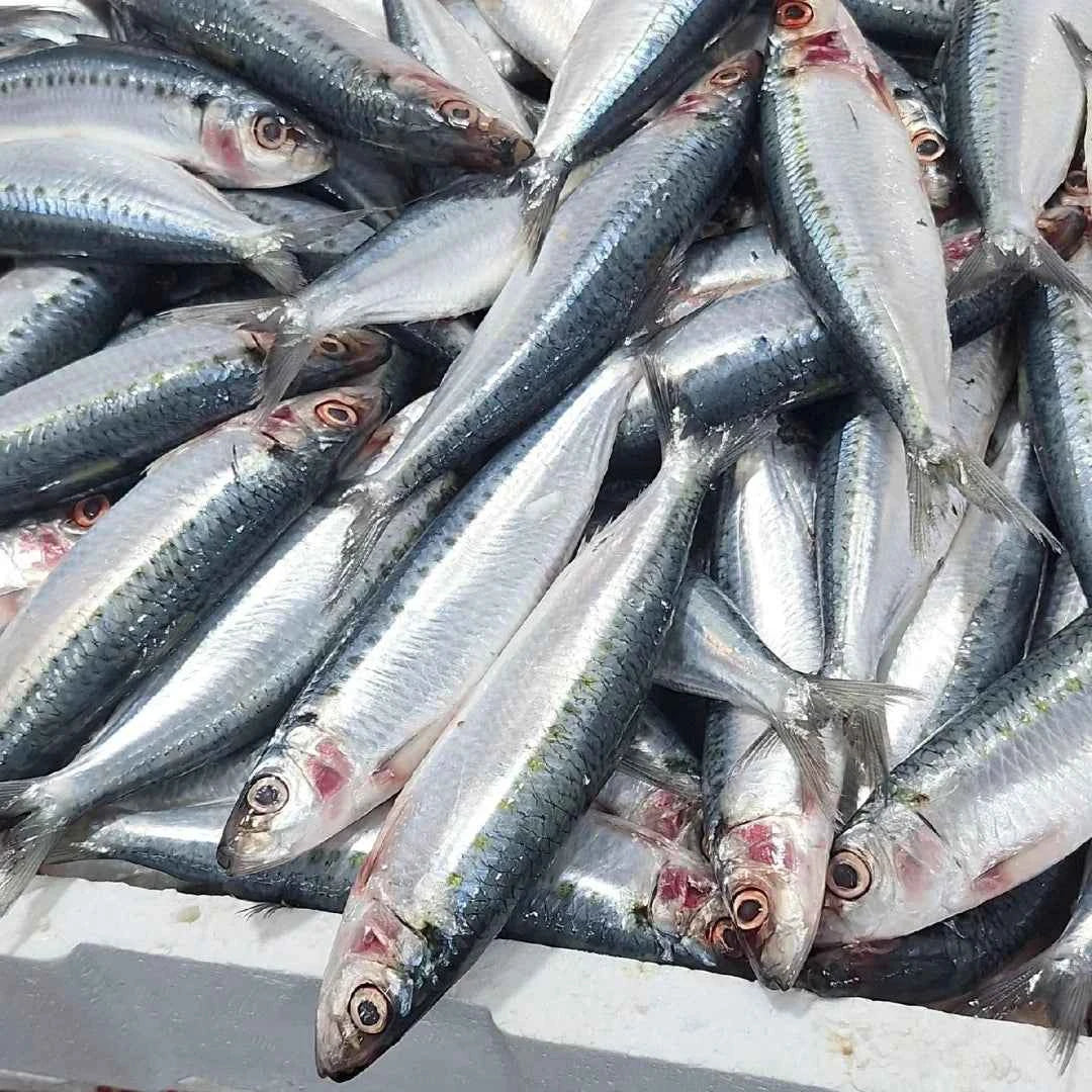 Spotted Sardinella Whole 3kg / 5kg