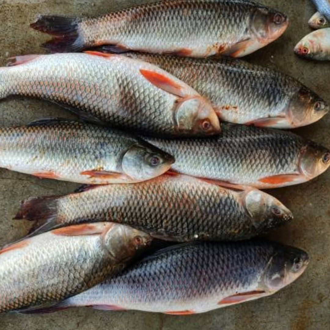 Rohu - Fresh - 5 kg