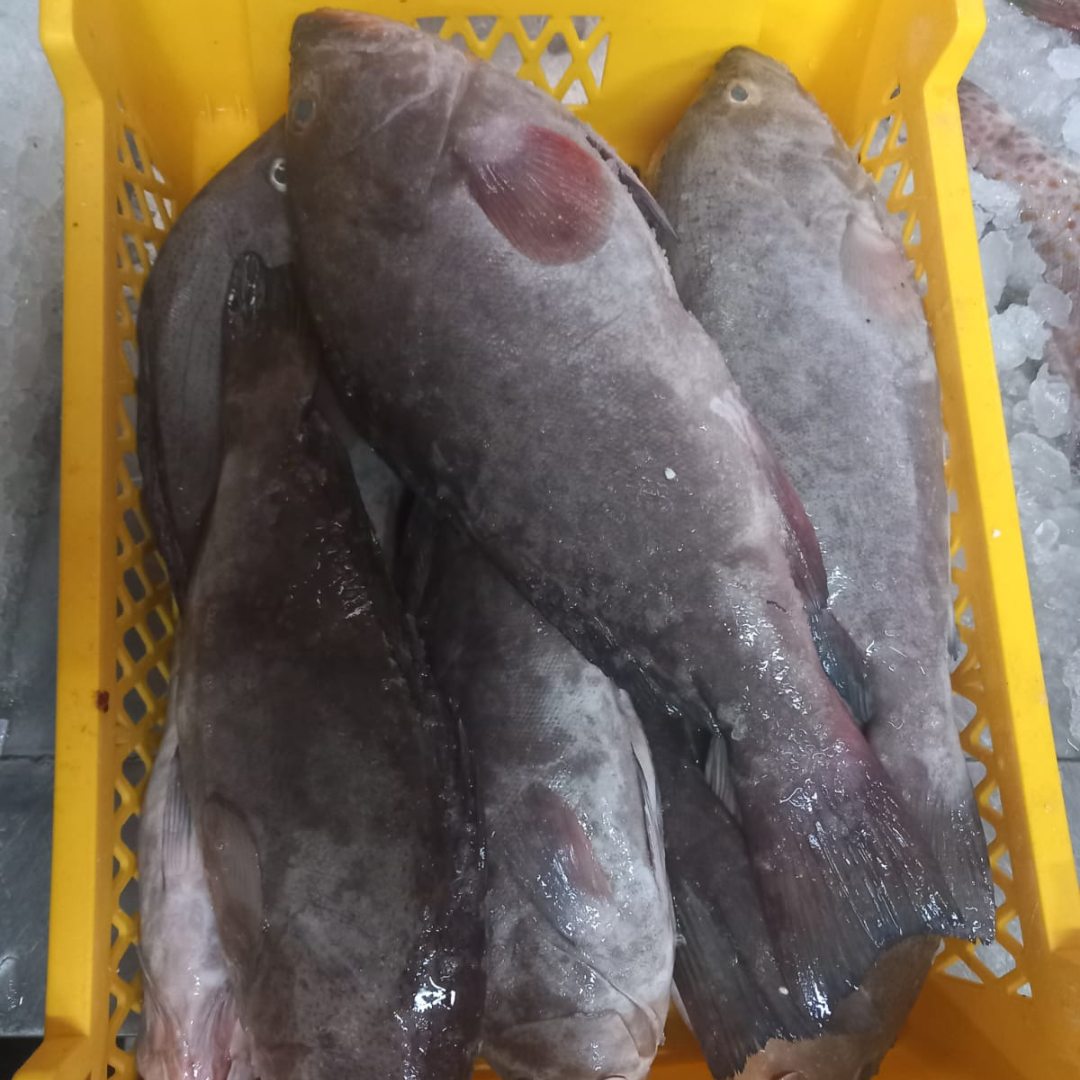Grouper Fish – Fresh | 5 kg