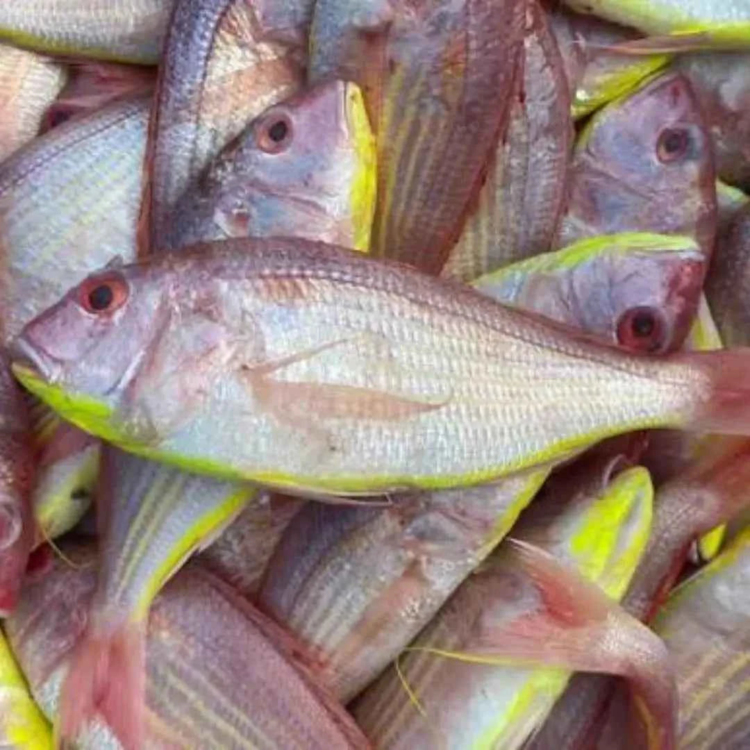 Japanese Bream - Fresh - 3kg / 5 kg