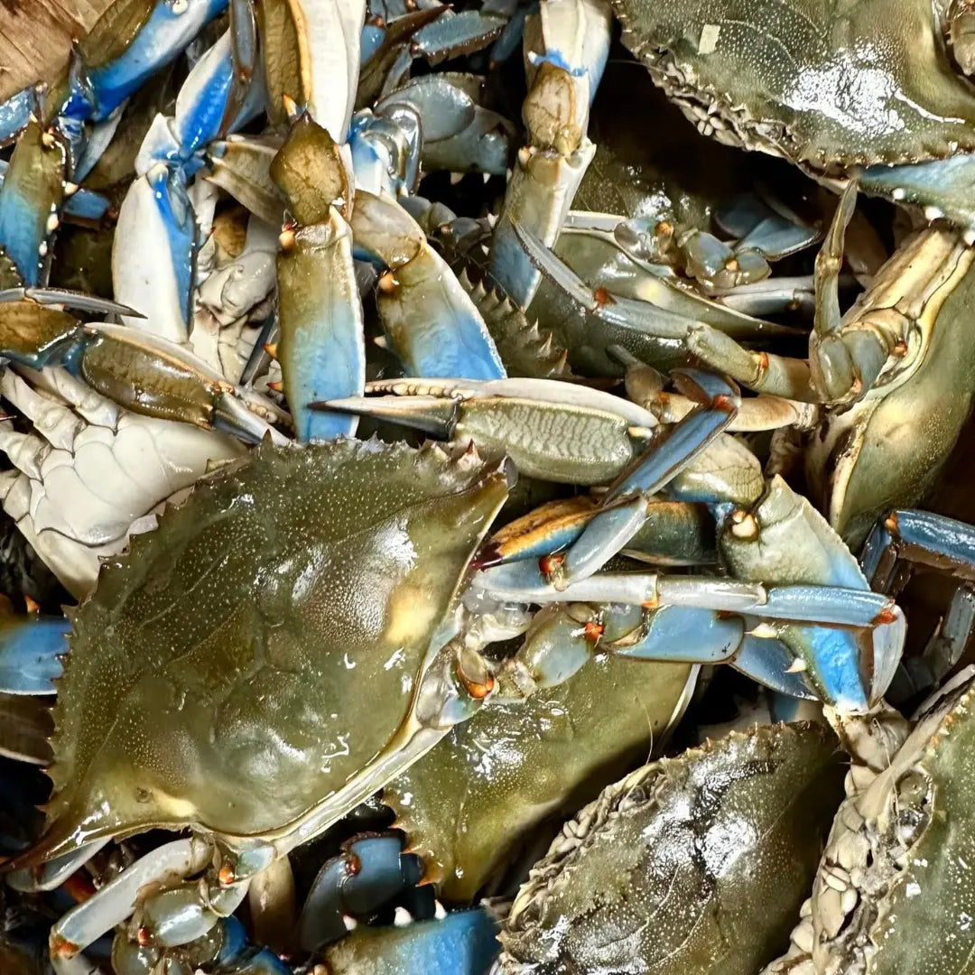 Blue Crab – Fresh | 3kg / 5 kg