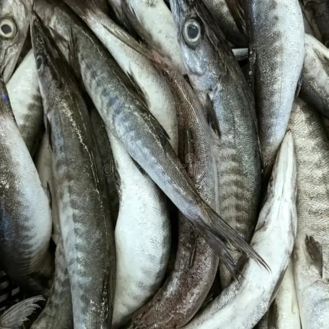 Barracuda – Fresh | 5 kg