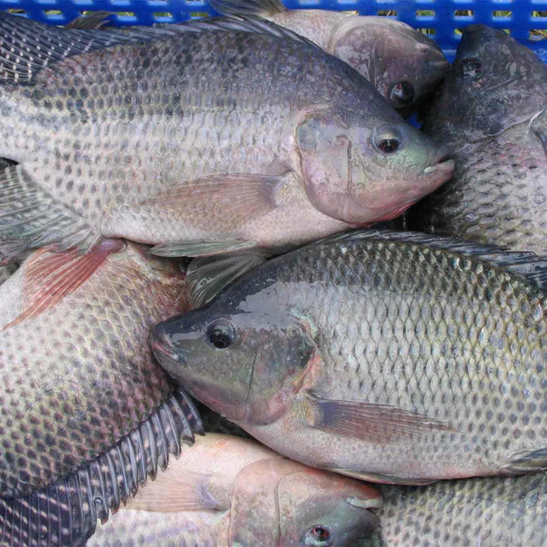 Tilapia Fresh – 5 kg