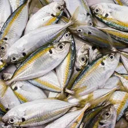 Yellow Stripe Scad – Frozen | 6Lb / 11Lb