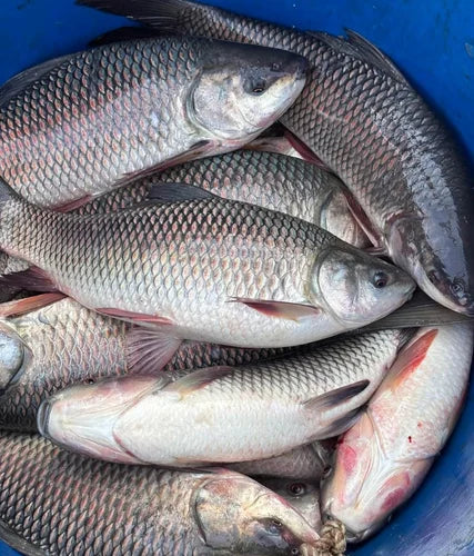 Cutla Frozen 6 Lb / 11 Lb